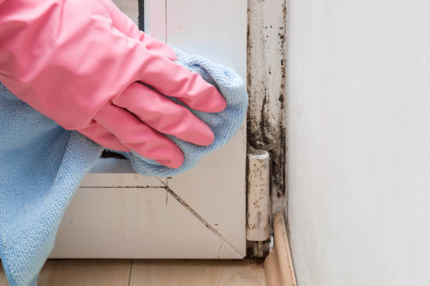 Home Mold Removal in Secaucus, NJ